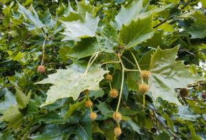 256437ca114ff89b8bf49f1bc3abc3273f5d208c