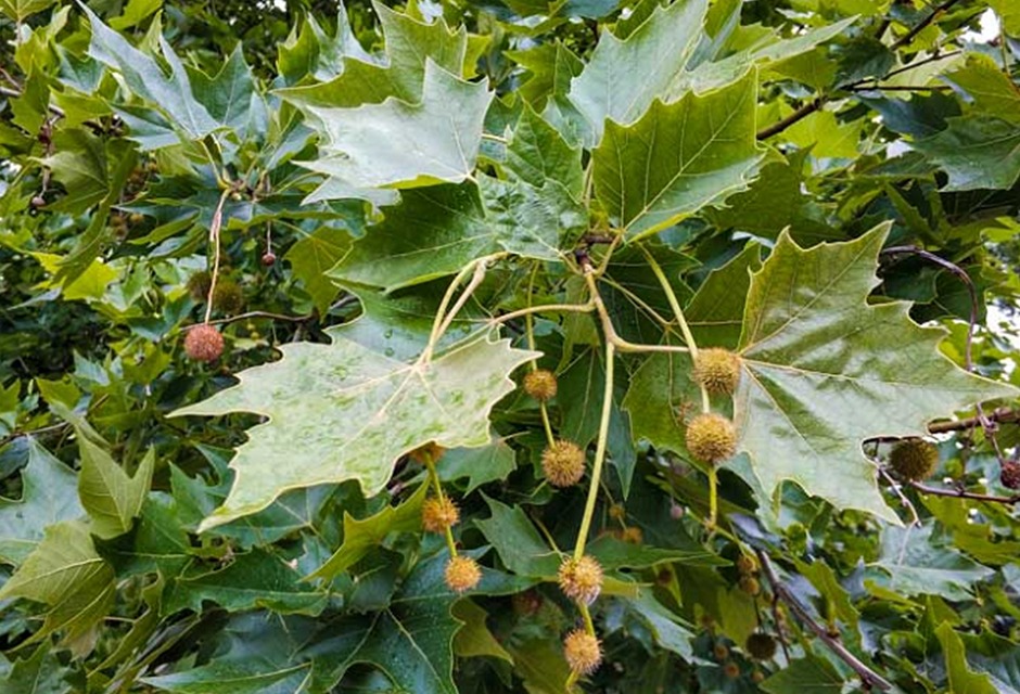 256437ca114ff89b8bf49f1bc3abc3273f5d208c