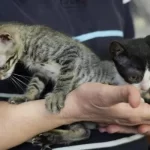 La Ciudad presentó una nueva plataforma digital con servicios para quienes tienen mascotas.