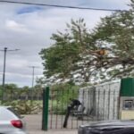 La Boca: vecinos denuncian la pérdida de dos ombúes y cuestionan una decisión del Gobierno porteño.
